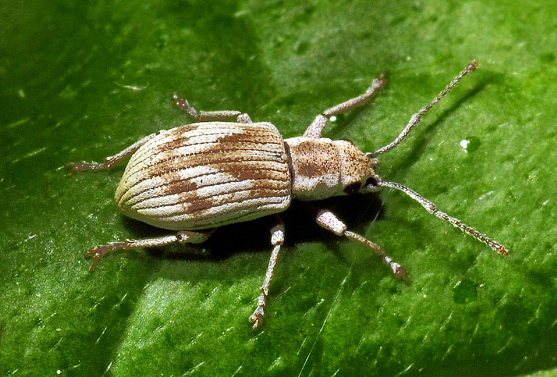 Curculionidae:  Pseudomyllocerus neapolitanus